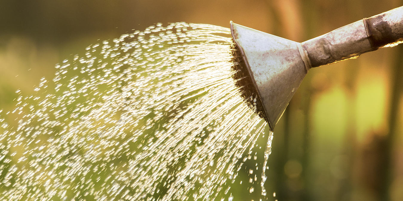The Dangers of Overwatering Your Container Garden