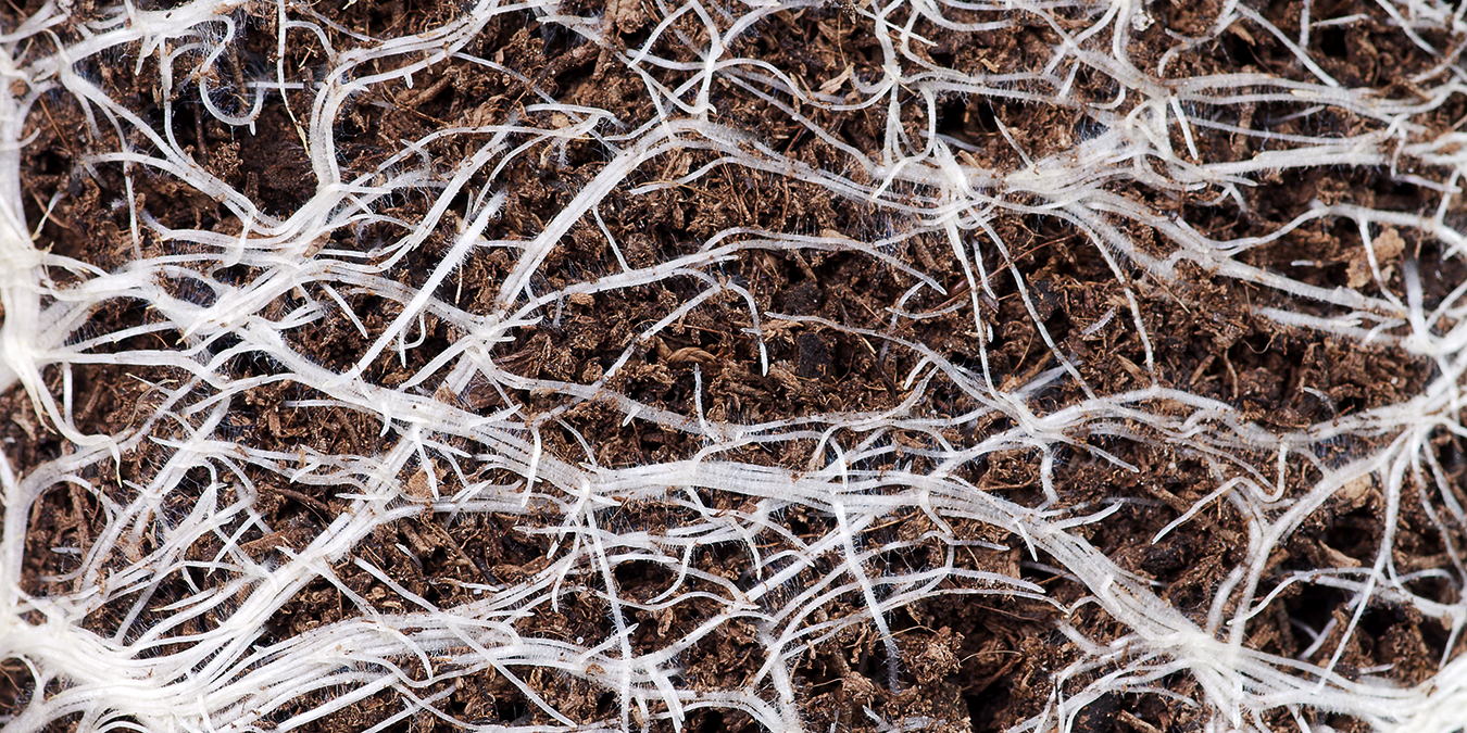 Air Root Pruning
