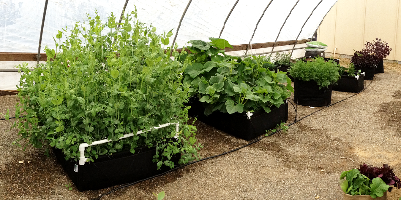 Fabric Raised Beds vs. Wooden Raised Beds Geopot