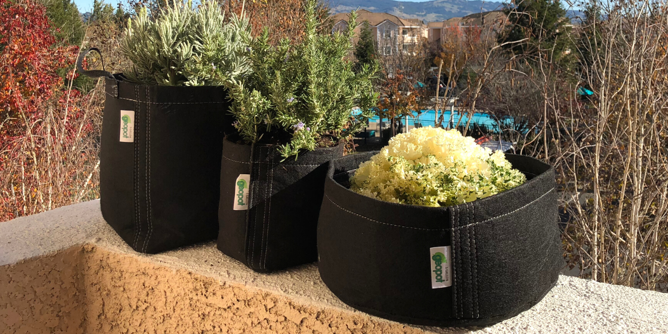 5 Plants to Grow in a SquatPot Fabric Pot