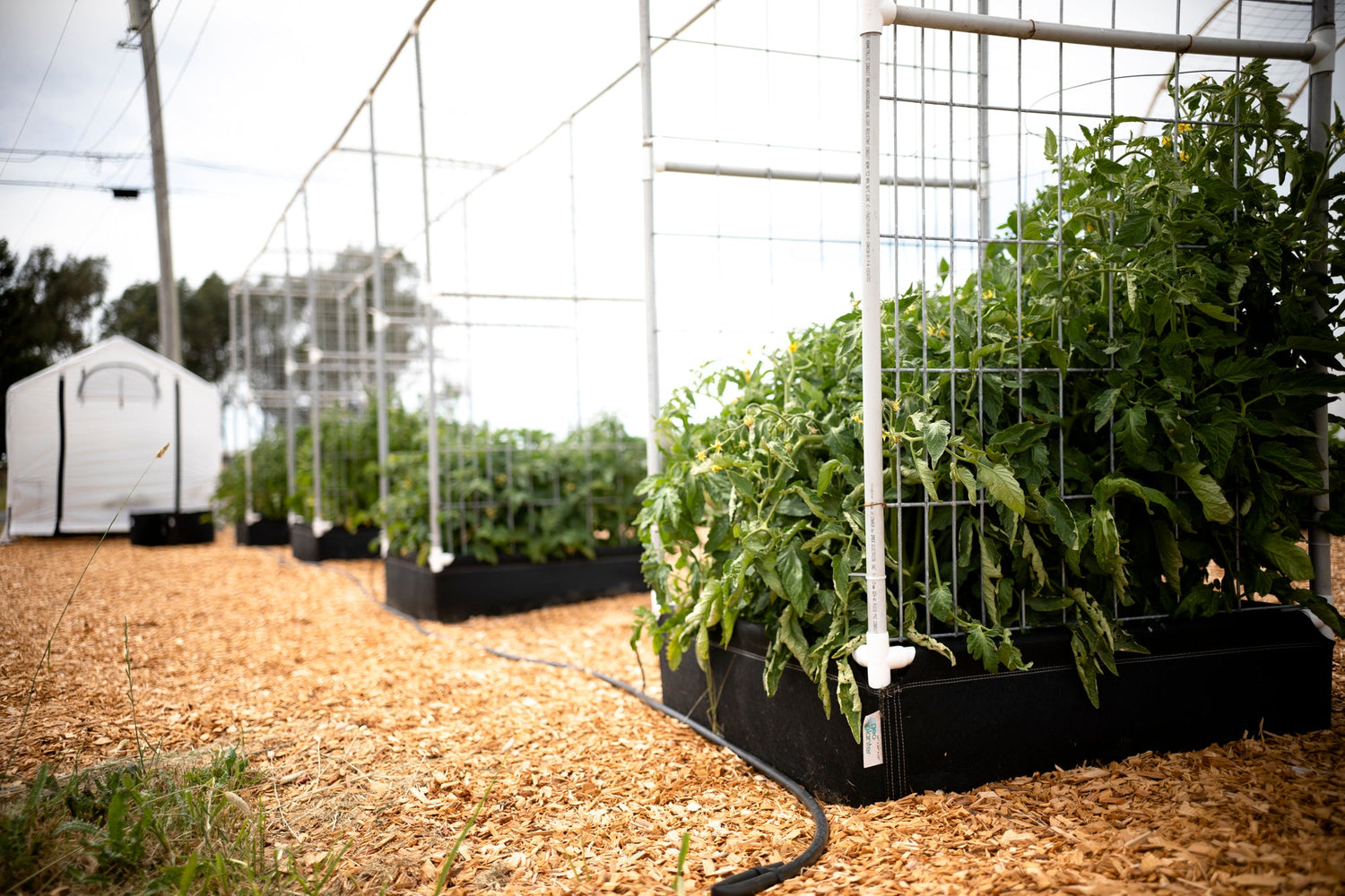 A Row of GeoPlanter fabric raised beds containing tomato plants with built-in trellis netting. 