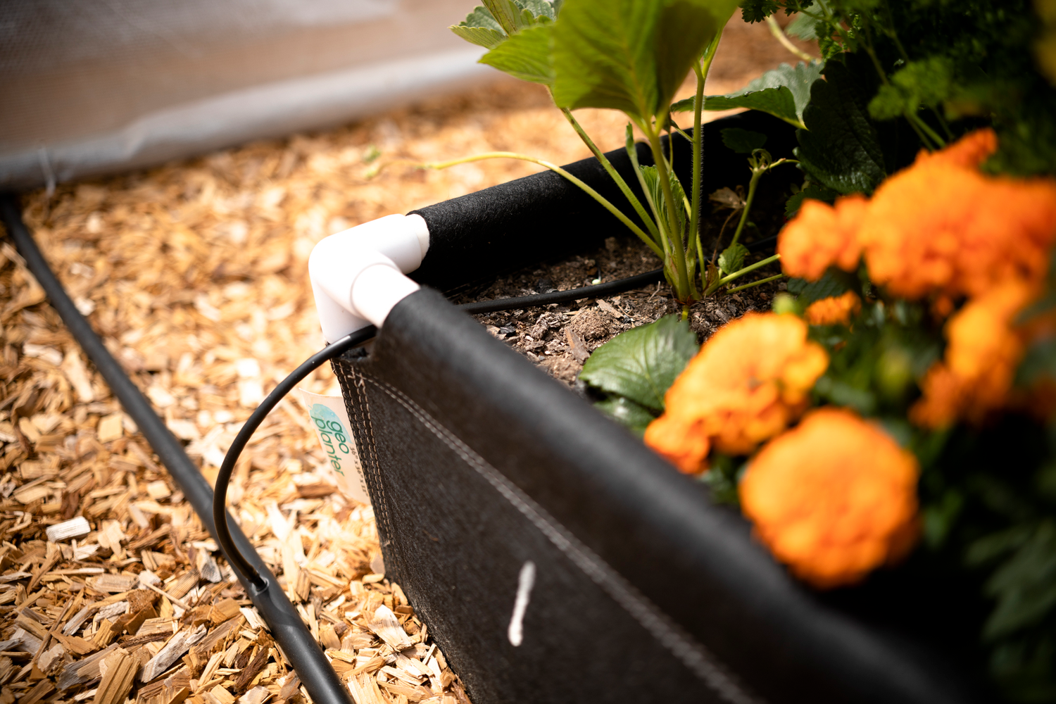 A GeoPlanter fabric raised bed with an automatic drip system watering line used for growing strawberries and marigolds. 