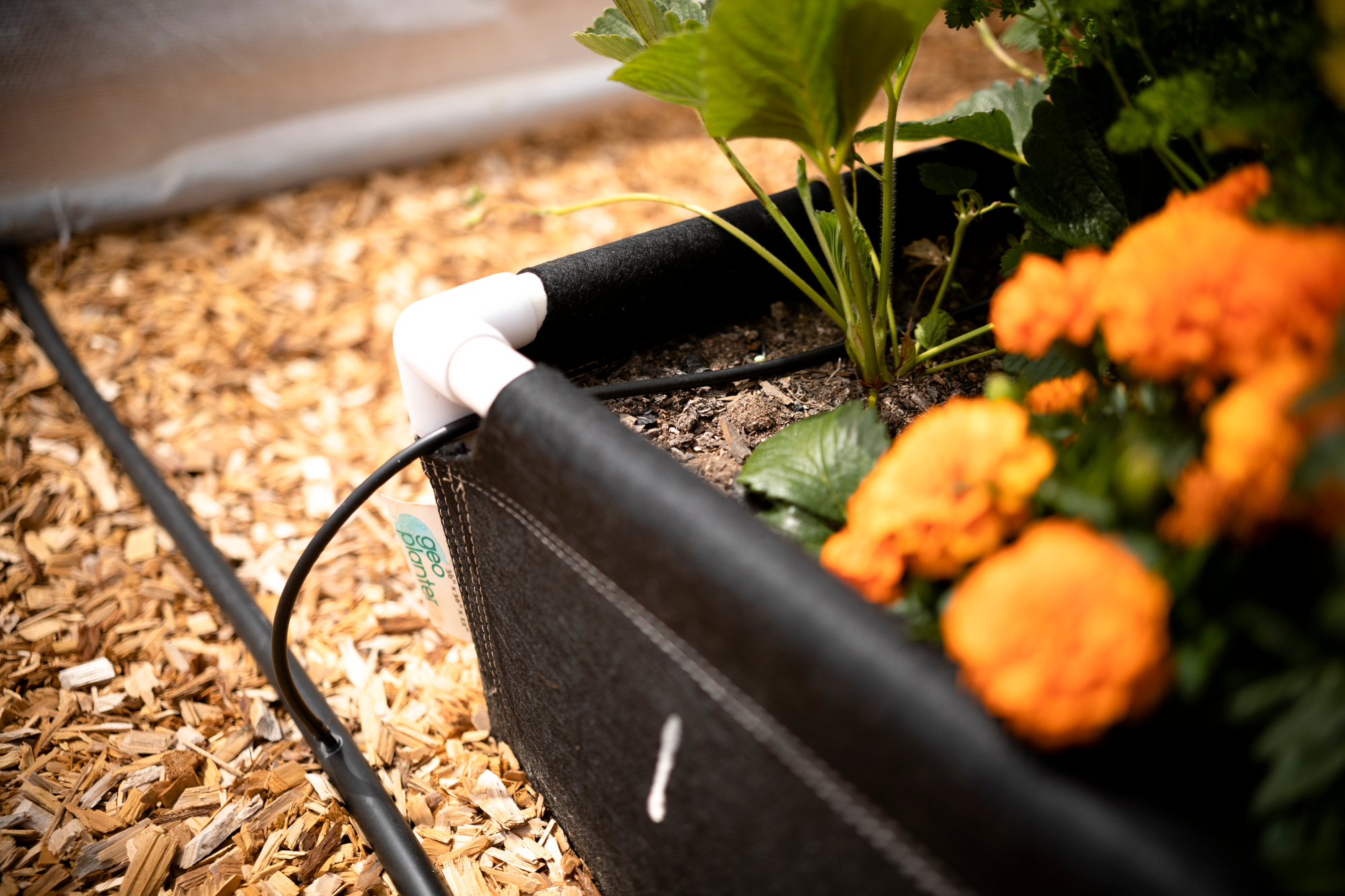 A GeoPlanter fabric raised bed with an automatic drip system watering line used for growing strawberries and marigolds.