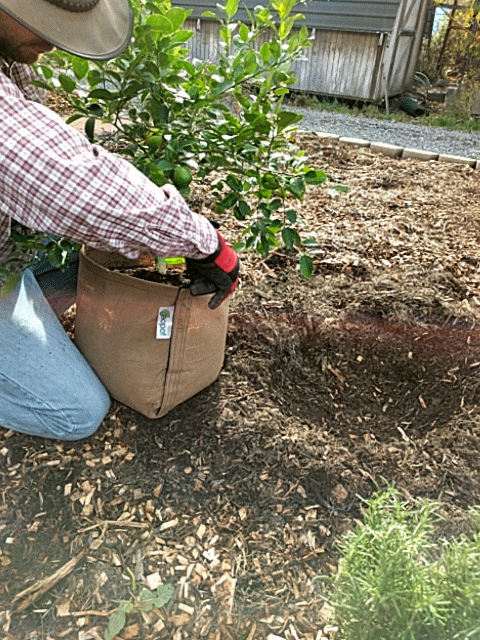 GeoPot Fabric Pot with Velcro - Tan geopot