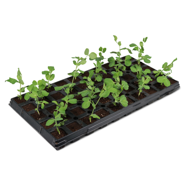 iHort 50 Cell Propagation Kit (No Dome) iHort