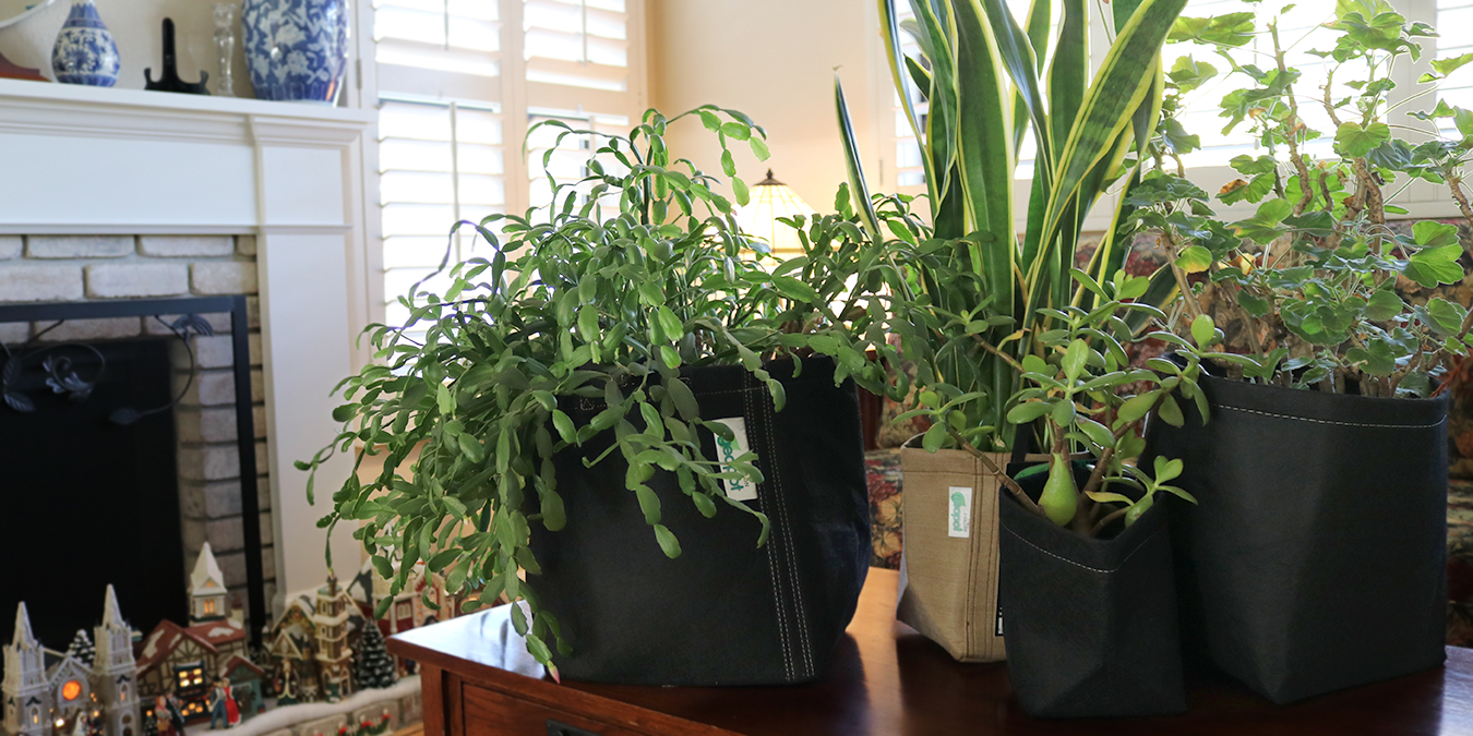 Indoor Plants to Keep Your Home Green