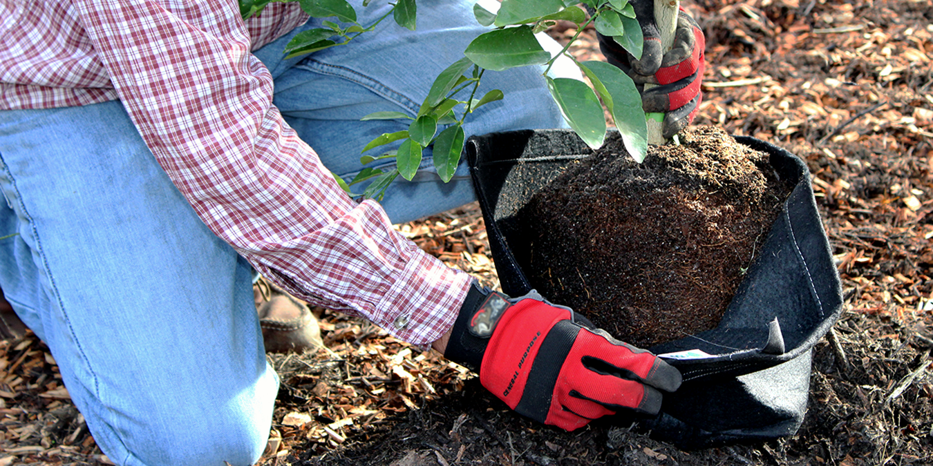 Easy Access: A Solution for Safely Transplanting Your Plants – Geopot