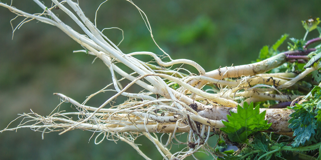 Get to the Root of Your Container Plant Problems