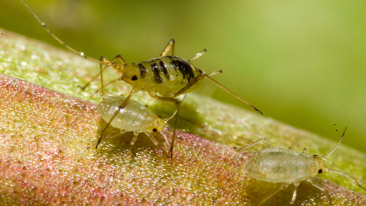 Pest &amp; Disease Control