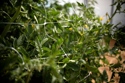 Sungrower Garden Trellis