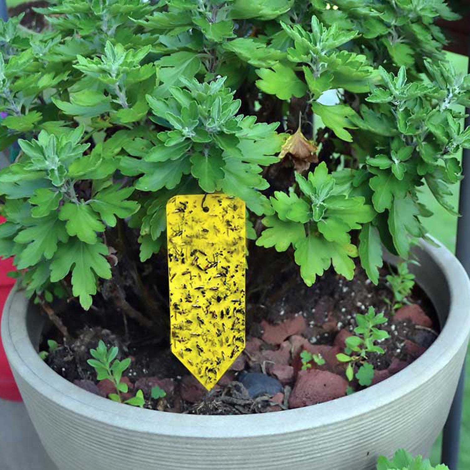 indoor plant bug trap Summit® Sticky Traps for Houseplants