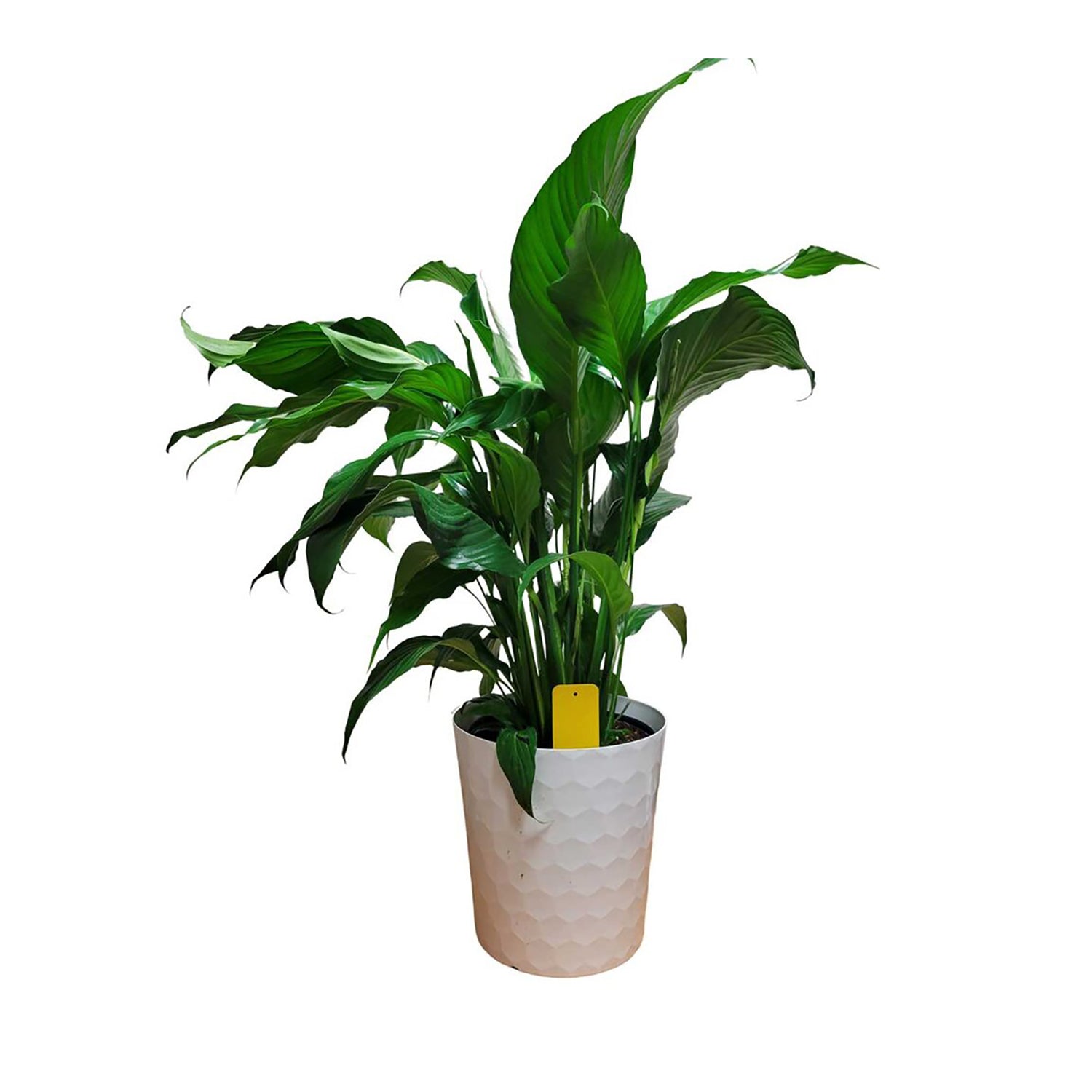 bug traps for indoor plants Summit® Sticky Traps for Houseplants
