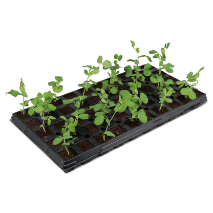 iHort 50 Cell Propagation Kit (No Dome) iHort